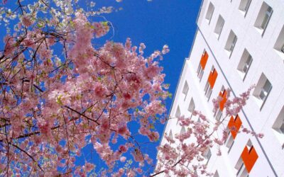 Kirschblüte am Spittelmarkt